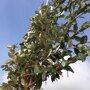 Lei Olijfwilg (Elaeagnus)